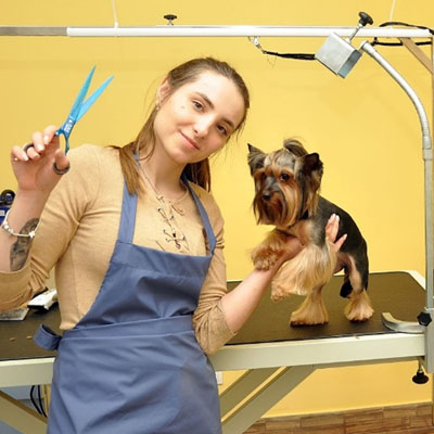 groomer2 groomer2